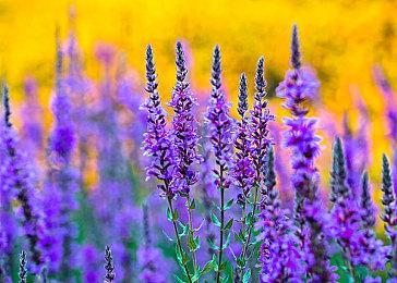 IGN评选十佳《生化危机》游戏 《生化危机4》第一